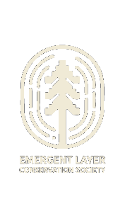 Emergent Layer