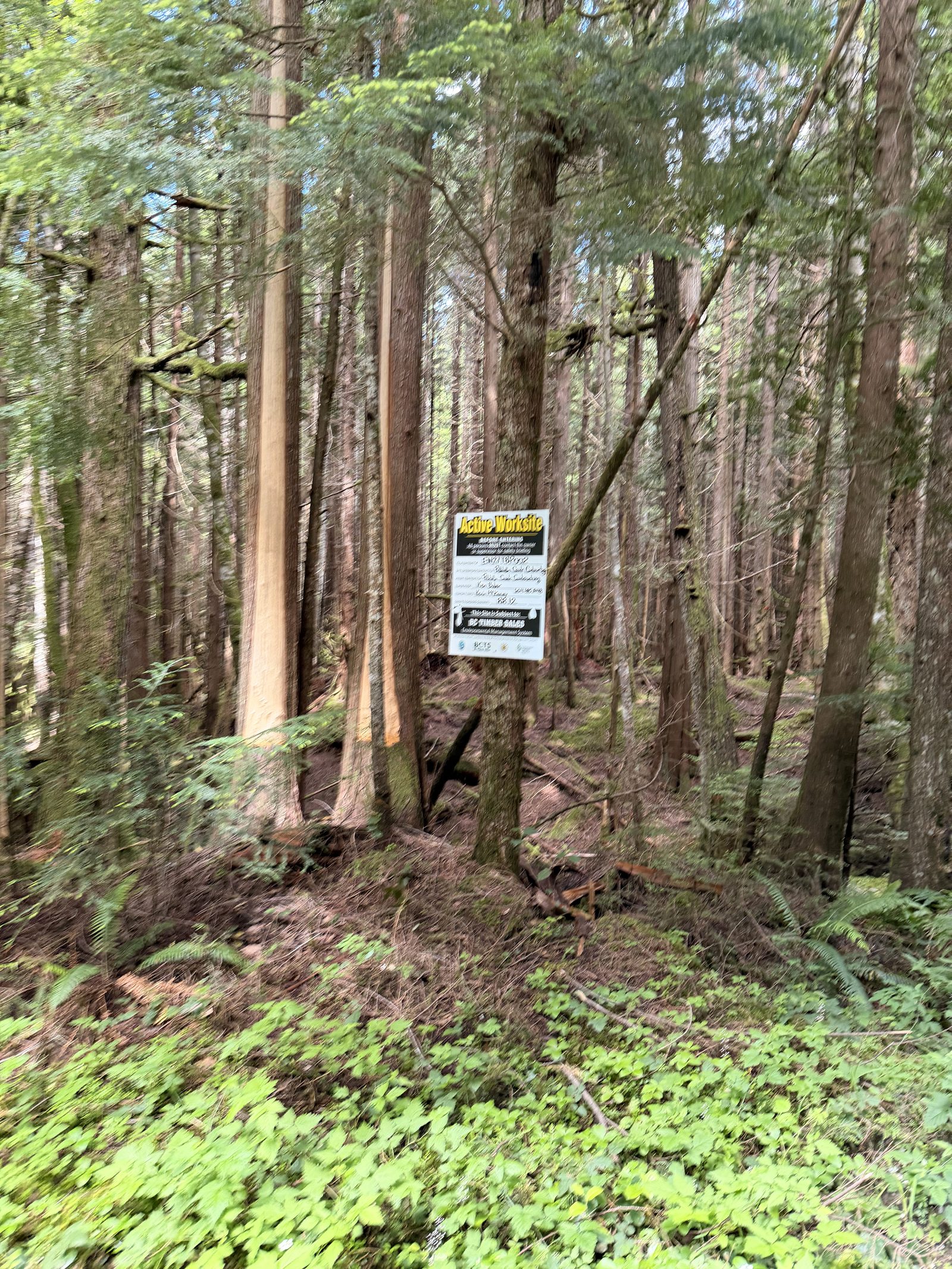 Coastal old-growth stand with a survey sign, the block being scanned